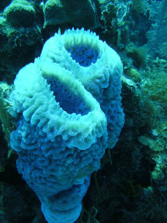 Formações de coral em Three Trees, em Grand Cayman, nas Ilhas Caiman